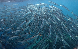 Sipadan_2015_Barracudas a nageoires noires_Sphyraena qenie_IMG_2933_rc